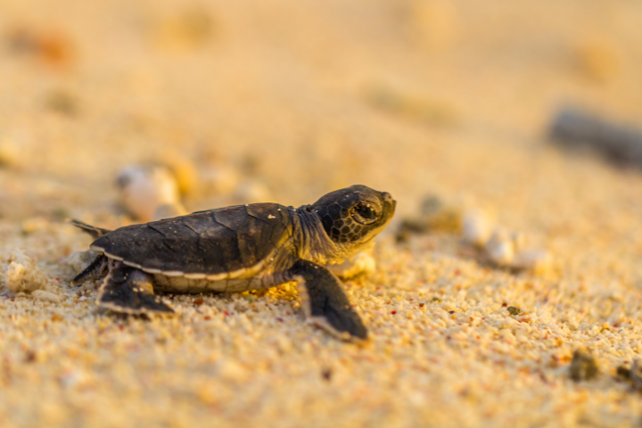 Baby Turtle on Beach