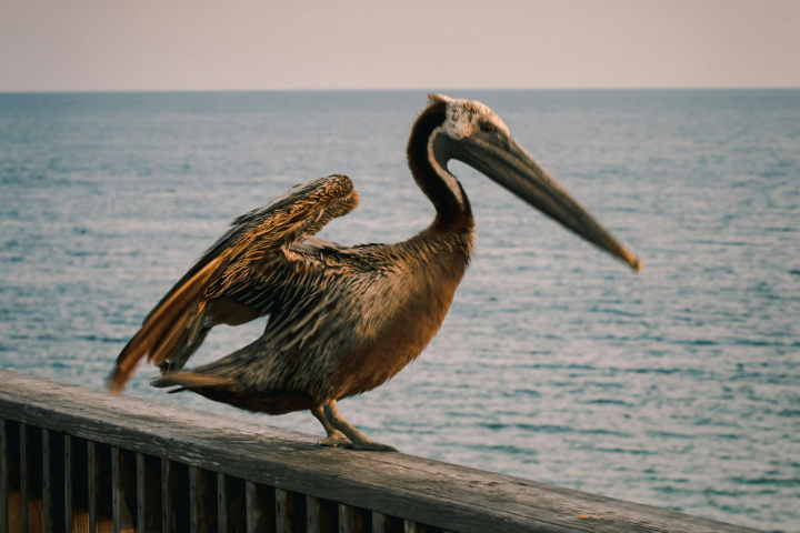 Bird at Orange Beach