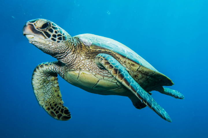 Green Turtle