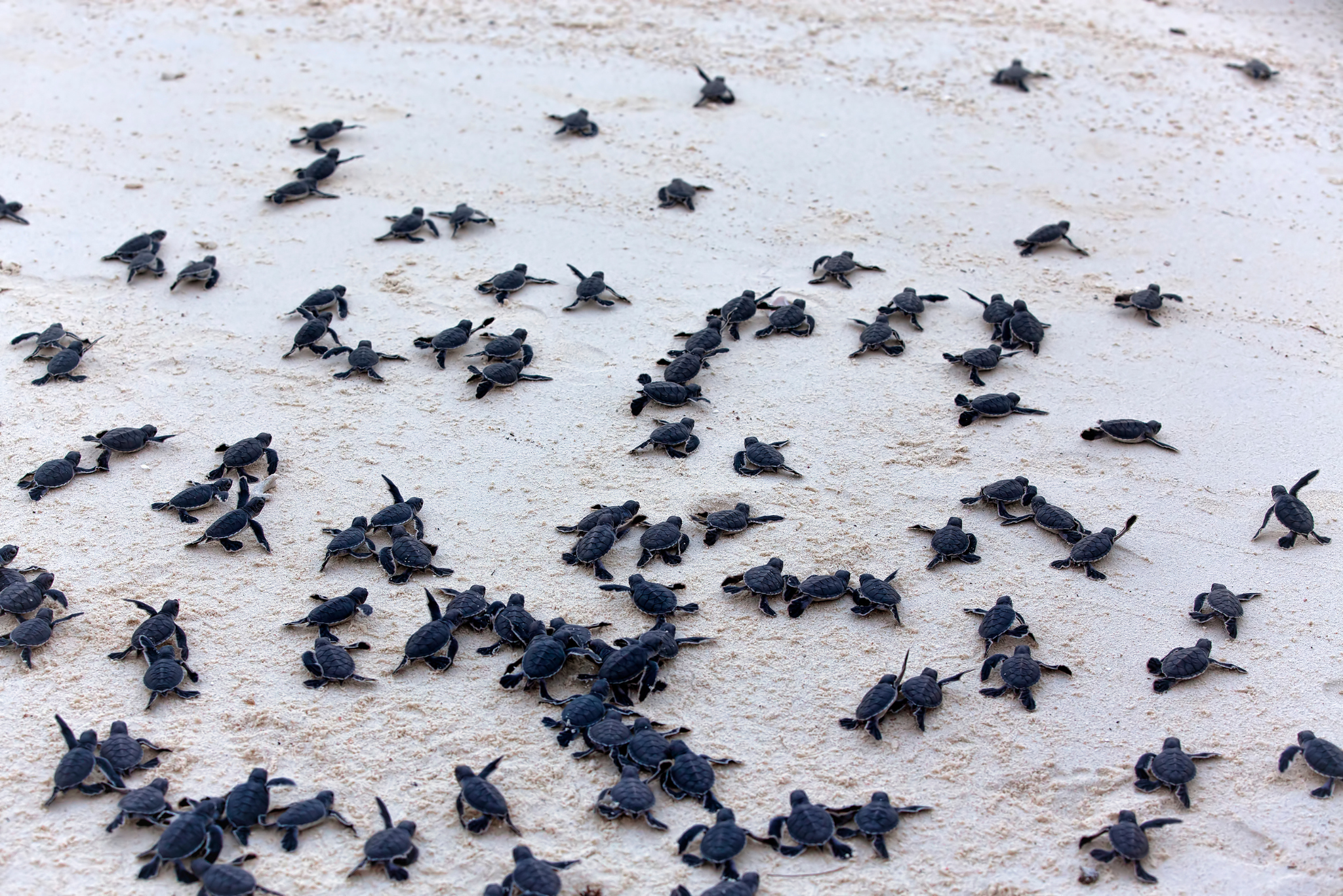 Baby Turtles On Beach