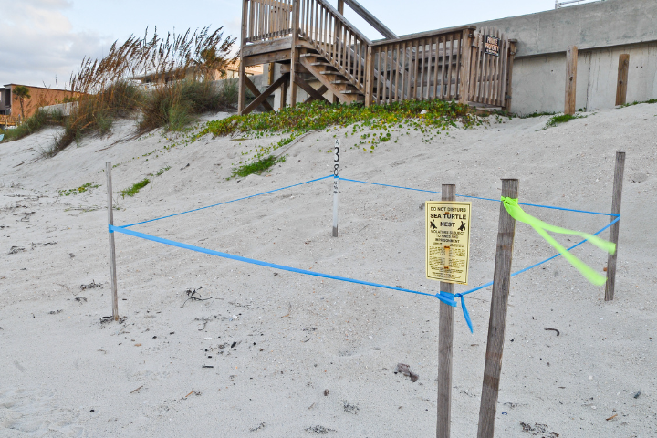 Turtle Nest On Beach