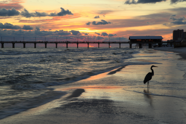Orange Beach at Sunset and Bird