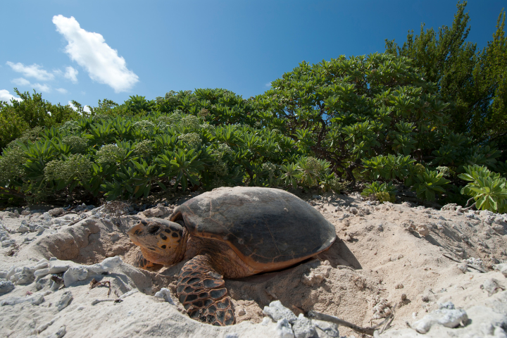 Turtle Laying Eggs
