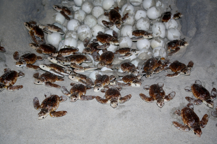 Turtle Nest Hatching